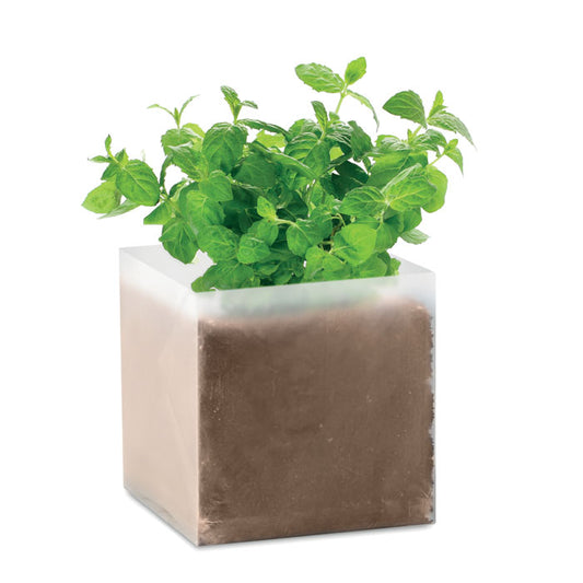 MINT Substrat avec graines Menthe